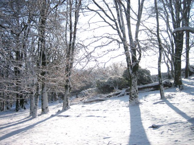 snowy woodland
